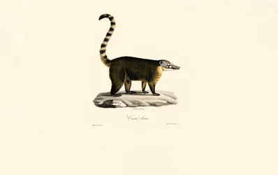 coatí sudamericano (Nasua nasua)