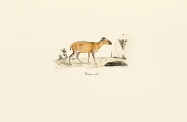 Especies de ciervos sudamericanos