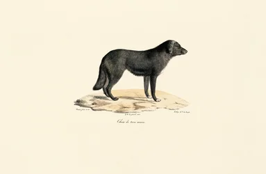 Skunk sudamericana