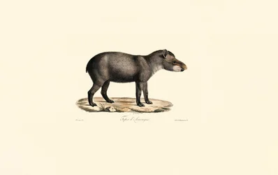 Tapir sudamericano