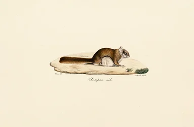 Ardilla voladora austral (macho)