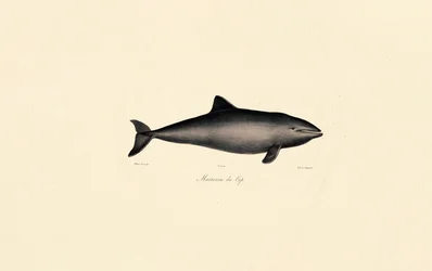 Ballena franca austral Delfín