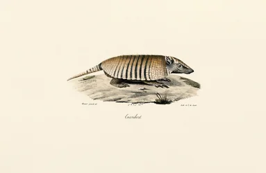 Armadillo de tres bandas del sur