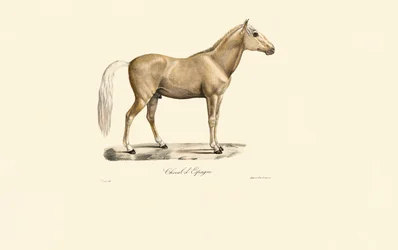 Caballo español