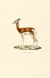 Springbok (Mujer)