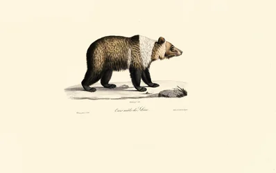 Oso pardo sirio (Ursus arctos syriacus)