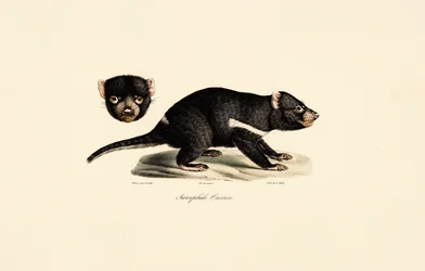 Diablo de Tasmania