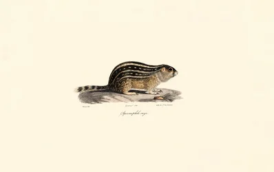 Ardilla de tierra de trece líneas