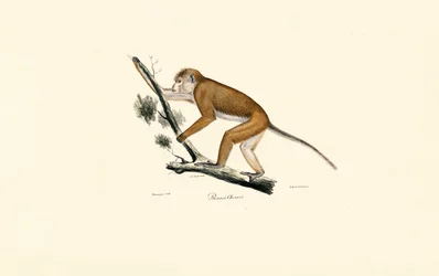 Macaco tibetano