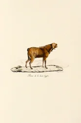 Cabra egipcia superior Buck