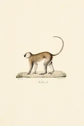 Mono Vervet (Malbrouck)