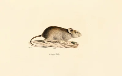 Rata Vlei