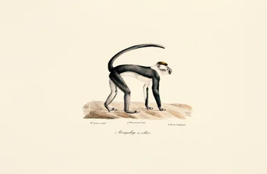 Mangabey de cuello blanco (Cercocebus torquatus)