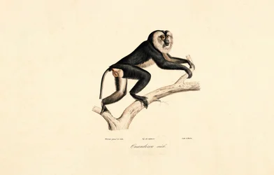 Mangabey de cuello blanco (macho)