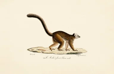 Lemur marrón de frente blanca Macho