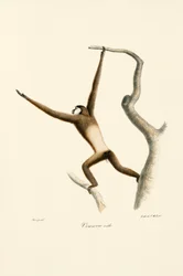 Gibón de manos blancas (Hylobates lar)