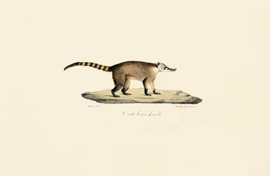 Coati de nariz blanca (hembra)