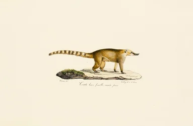 Coati de nariz blanca (hembra, variante más clara)