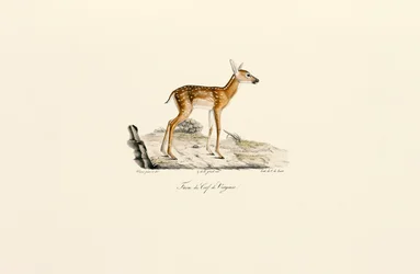 Ciervo de cola blanca - Leonado