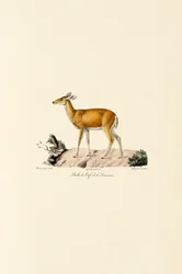 Ciervo de cola blanca Doe