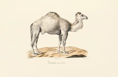Dromedario blanco