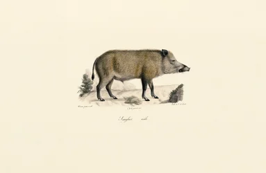 Jabalí