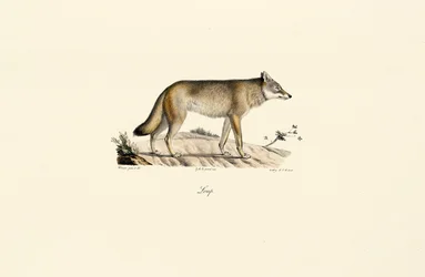 Lobo (Canis lupus)
