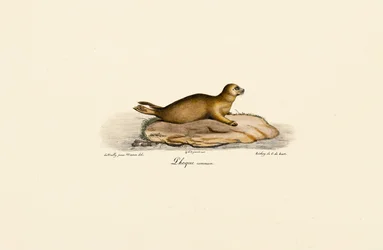 Foca común joven