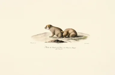 Chacales jóvenes de la India y Senegal