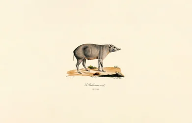 Babirusa macho joven
