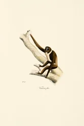 Joven gibón de manos blancas (Hylobates lar)