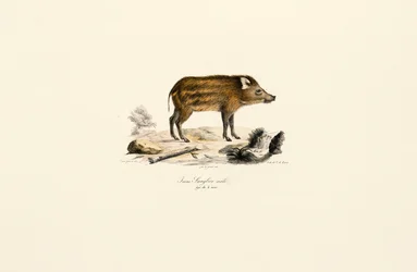 Jabalí joven