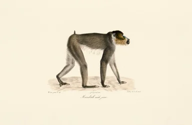 Mandril macho joven