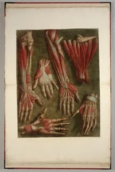 Grupo de manos disecadas, 1745-46