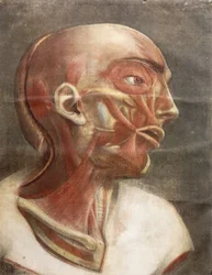 Cabeza anatómica, de "Myologie complete en couleur et grandeur naturelle", 1746
