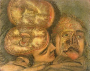 Sección transversal del cerebro