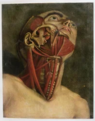 Sección transversal del lado derecho del cuello y la cara, c.1745
