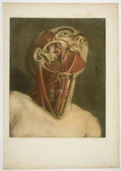 Músculos del cuello, placa tres de Musculatura completa en tamaño y color naturales