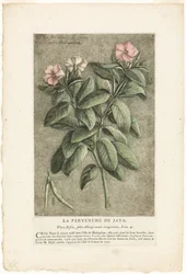 El bígaro de Java, de la Colección de plantas usuales, curiosas y extranjeras