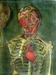 Garganta y corazón, lámina de 