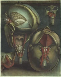Dos vistas de la cabeza, 1746