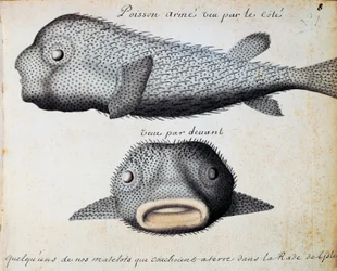 Pez acorazado, vistas frontal y lateral, isla de Sao Vicente, Cabo Verde, acuarela del cuaderno de bitácora de Jacques Gouin de Beauchesne (1652-1730), capitán de la Compagnie royale de la Mer du Sud, de 1698 a 1701, Francia