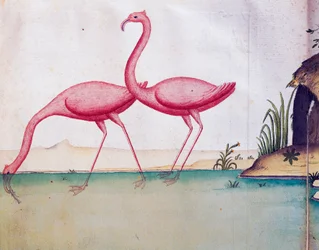 Flamencos rosados, Islas Galápagos, acuarela del cuaderno de bitácora de Jacques Gouin de Beauchesne (1652-1730), capitán de la Compagnie royale de la Mer du Sud, de 1698 a 1701, Francia