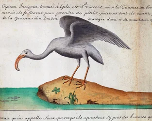 Ibis blanco (Eudocimus albus), isla de Sao Vicente, Cabo Verde, acuarela del cuaderno de bitácora de Jacques Gouin de Beauchesne (1652-1730), capitán de la Compagnie royale de la Mer du Sud, de 1698 a 1701, Francia