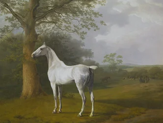 Caballo gris en el prado