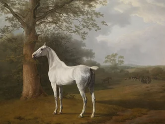 Caballo gris en el prado