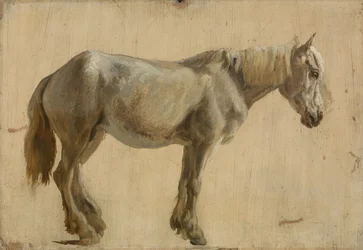 Estudio de un Caballo Gris