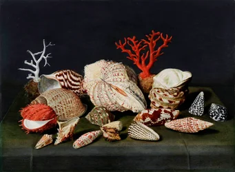 ""Naturaleza muerta con conchas y corales"" Pintura de Jacques Linard (1597-1645)
