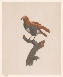 Pájaro en una rama
