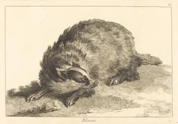 Blereau (Tejón)